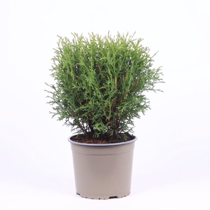 Thuja Tiny Tim