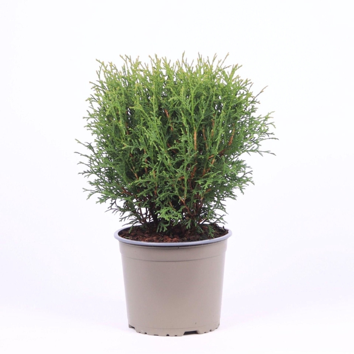 <h4>Thuja Tiny Tim</h4>
