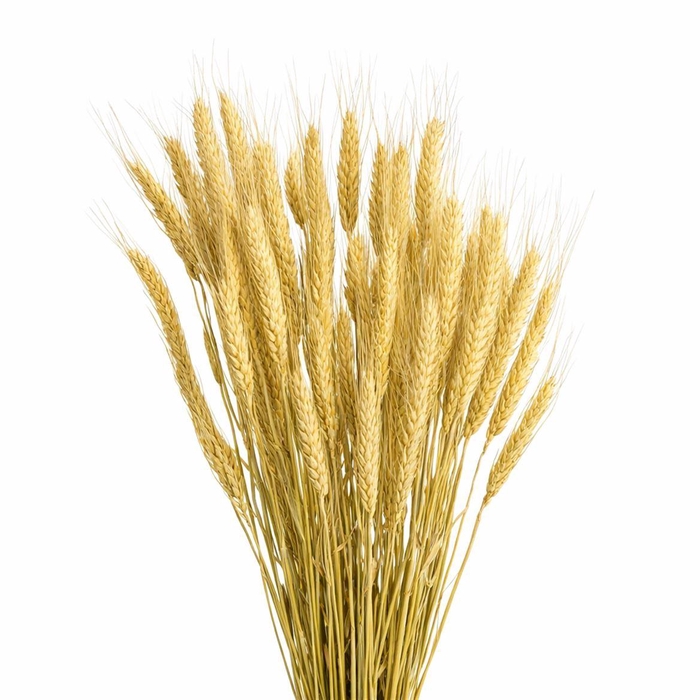 <h4>Dried Triticale Natural Bunch</h4>