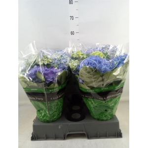 Hydrangea mac. 'Early Blue'