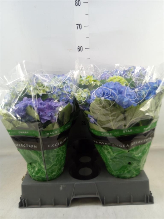 <h4>Hydrangea mac. 'Early Blue'</h4>
