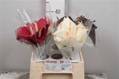 <h4>Anth A Love Mix 40 L4</h4>