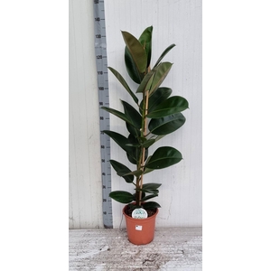 FIC EL ROBUSTA