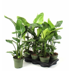 STRELITZIA NICOLAI