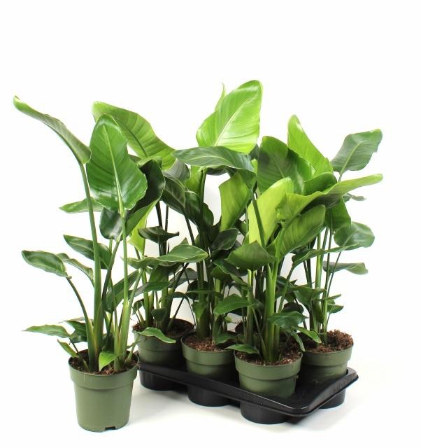 <h4>STRELITZIA NICOLAI</h4>