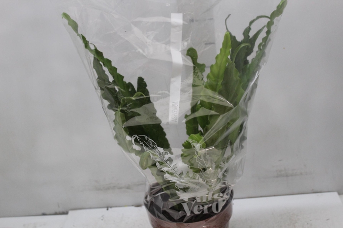 <h4>ASPLENIUM OSAKA CRESPO P17</h4>