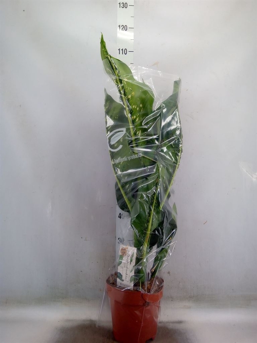 <h4>Dieffenbachia seg. 'Caiman'</h4>