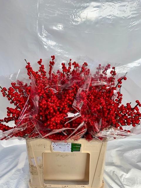 <h4>ILEX VE RODE BES</h4>