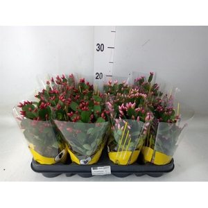 Rhipsalidopsis   ...