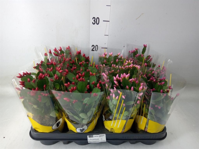 <h4>Rhipsalidopsis   ...</h4>