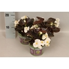 Begonia semp. White Donkerblad