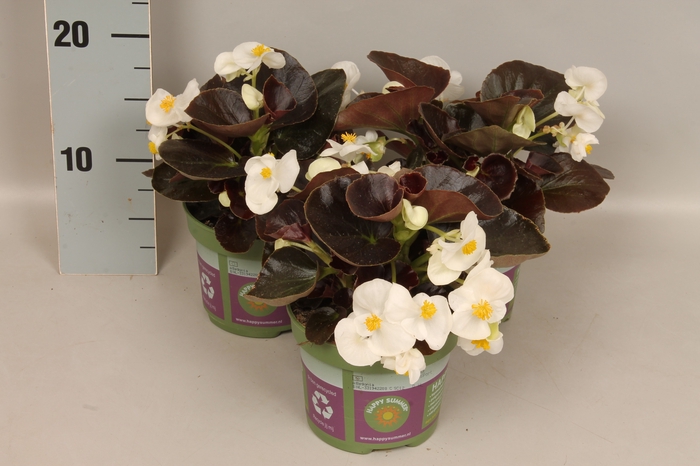 <h4>Begonia semp. White Donkerblad</h4>