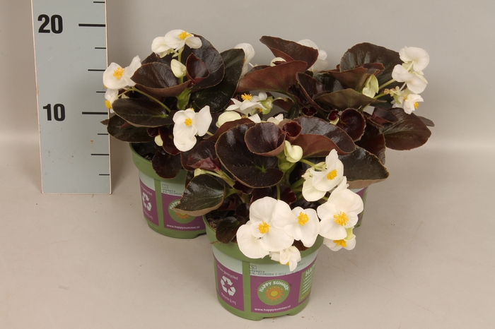 Begonia semp. White Donkerblad