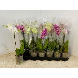 PHAL OV