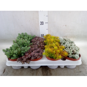 Sempervivum   ...mix