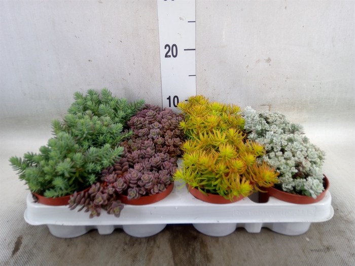 <h4>Sempervivum   ...mix</h4>