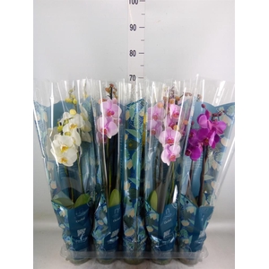 Phalaenopsis   ...mix  5