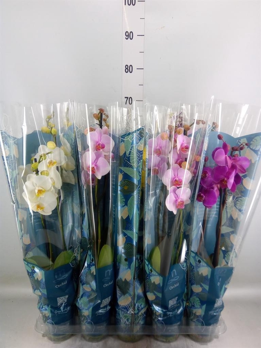 <h4>Phalaenopsis   ...mix  5</h4>