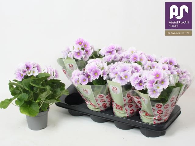 <h4>PRIM OB TM BLU WHITE</h4>