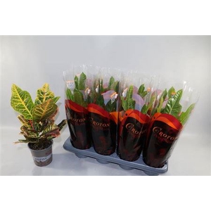 Codiaeum variegatum grootbladig 'Excellent'