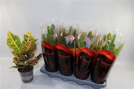 <h4>Codiaeum variegatum grootbladig 'Excellent'</h4>