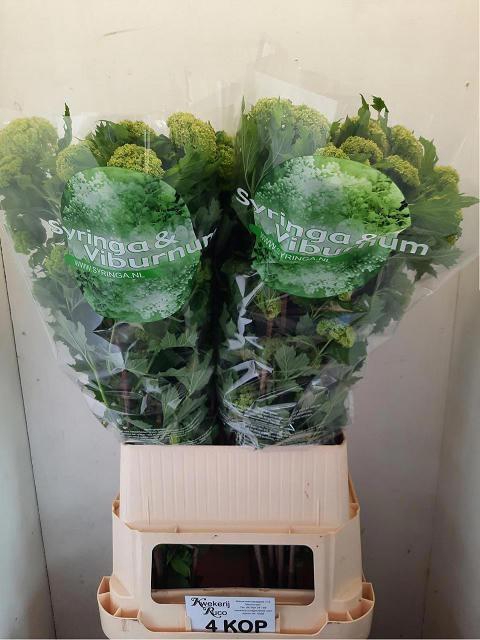 <h4>VIBURNUM ROSEUM ST</h4>