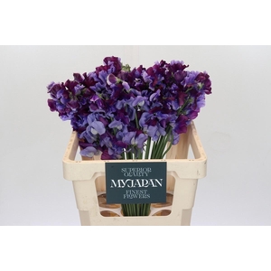 LATHYRUS SHIKIBU JAPAN*