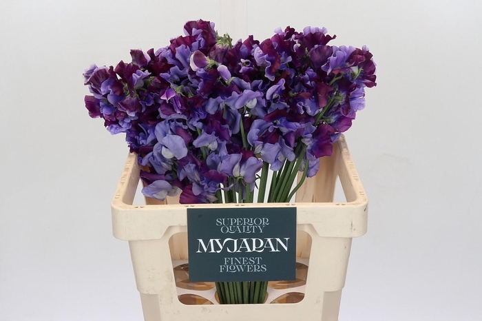 <h4>LATHYRUS SHIKIBU JAPAN*</h4>