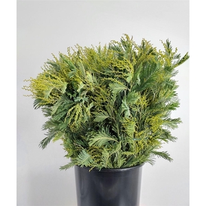 Acacia Dealbata Gaulois