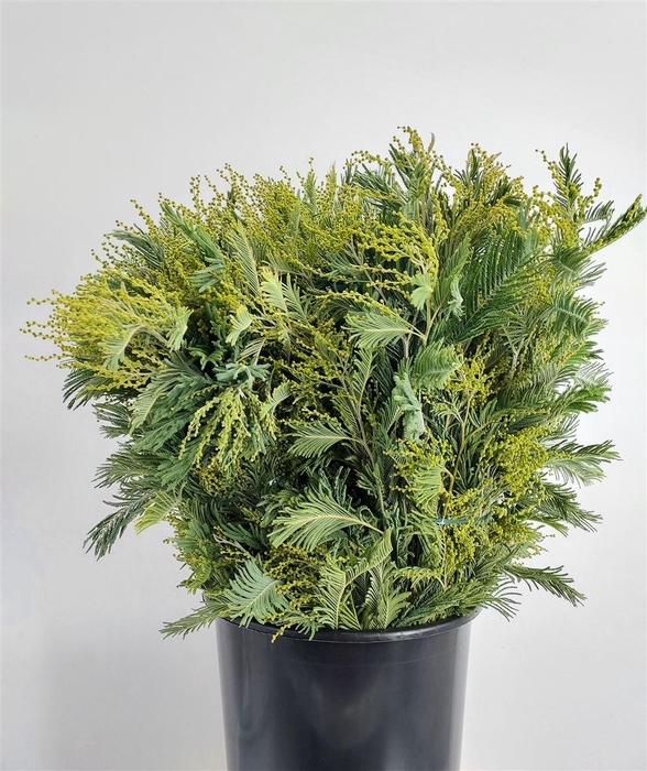 <h4>Acacia Dealbata Gaulois</h4>