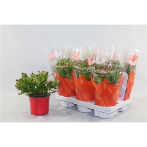 Schlumbergera rood 25+ knop