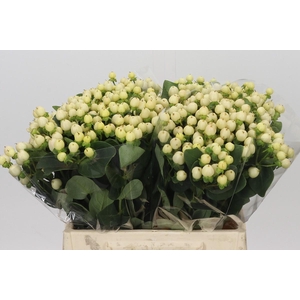 Hypericum Cool Romance