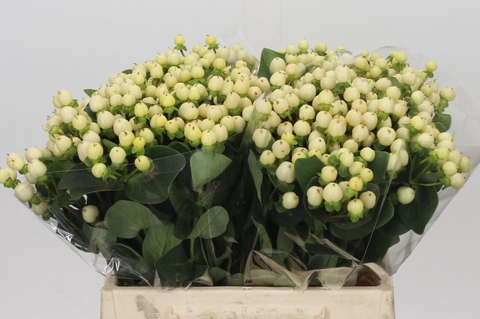 <h4>Hypericum Cool Romance</h4>