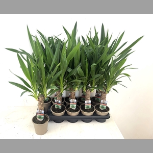 YUCCA
