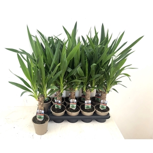 YUCCA