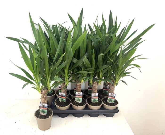 <h4>YUCCA</h4>