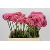 Dahlia Pink Runner