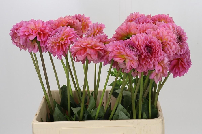 Dahlia Pink Runner