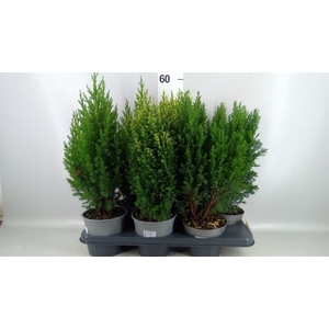 Conifers   ...mix