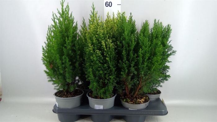 <h4>Conifers   ...mix</h4>