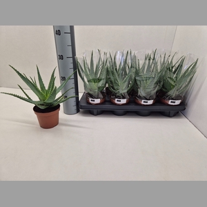 ALOE ARBORESCENS