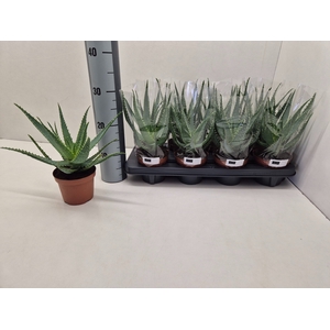 ALOE ARBORESCENS