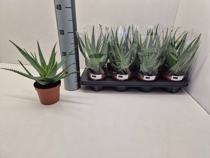 <h4>ALOE ARBORESCENS</h4>