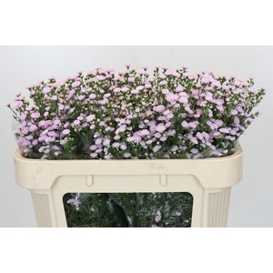 Aster Baby Pink Pearl