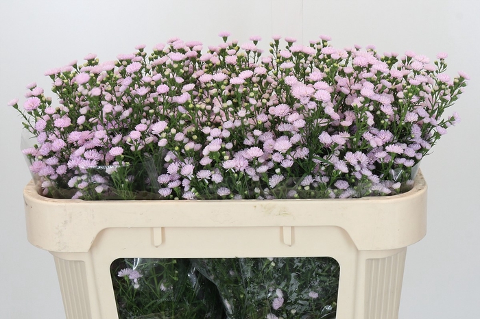 Aster Baby Pink Pearl
