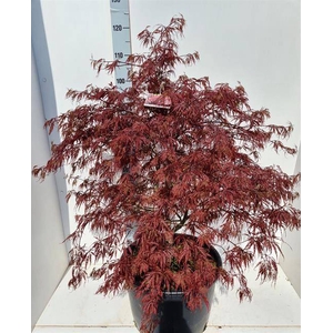 Acer palm. Garnet