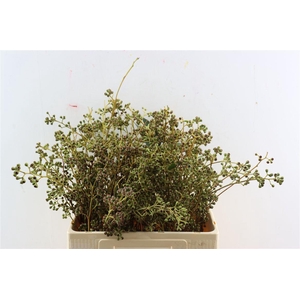 Euca Exotica Berry Mat 55cm P Bunch