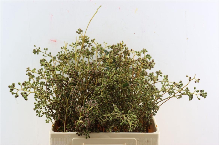 <h4>Euca Exotica Berry Mat 55cm P Bunch</h4>