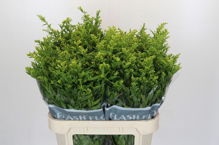 <h4>Solidago Golden Glory</h4>