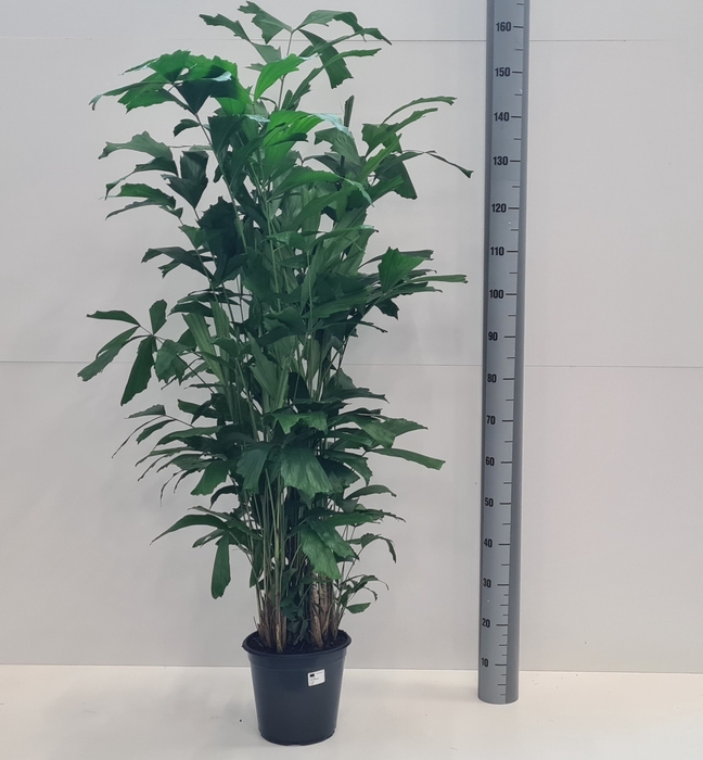 <h4>CARYOTA MITIS</h4>